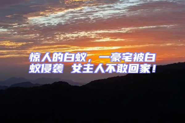 驚人的白蟻,一豪宅被白蟻侵襲 女主人不敢回家!