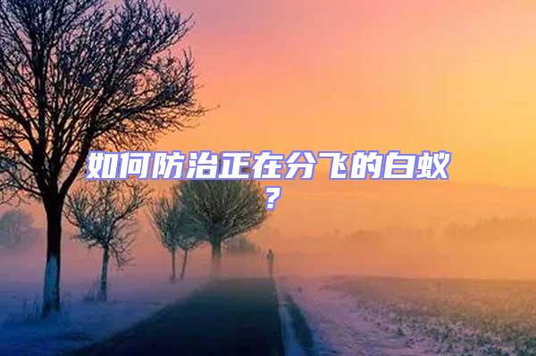 如何防治正在分飛的白蟻?