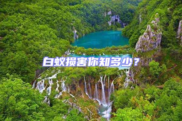 白蟻損害你知多少?