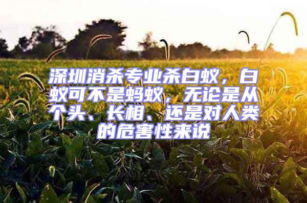 深圳消殺專業(yè)殺白蟻,白蟻可不是螞蟻,無論是從個(gè)頭、長相、還是對人類的危害性來說
