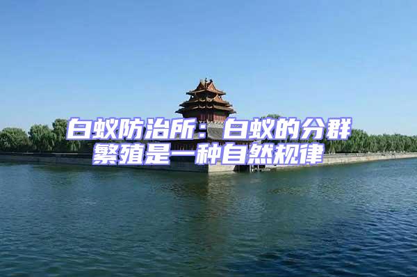 白蟻防治所：白蟻的分群繁殖是一種自然規律