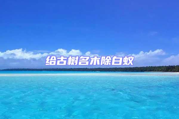 給古樹名木除白蟻