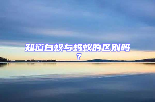 知道白蟻與螞蟻的區(qū)別嗎？