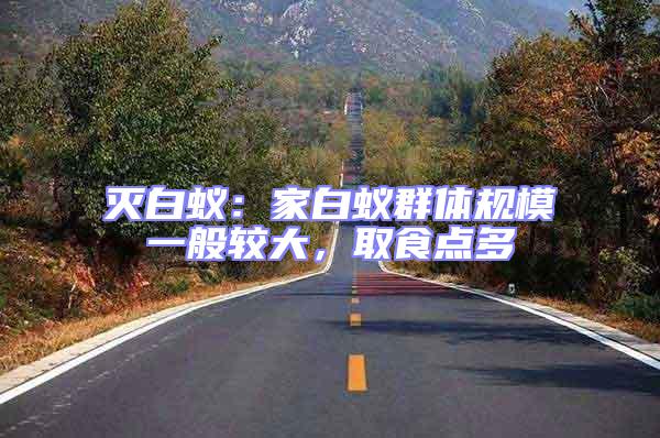 滅白蟻：家白蟻群體規模一般較大，取食點多