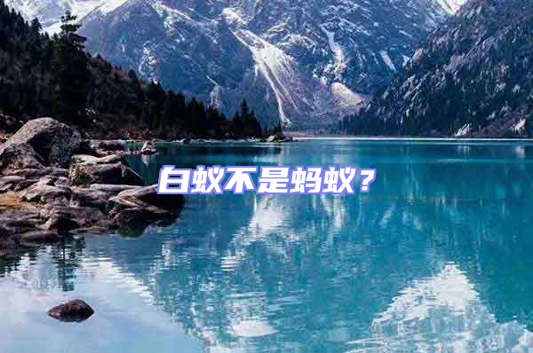 白蟻不是螞蟻？