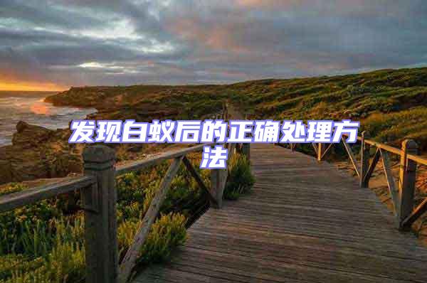 發現白蟻后的正確處理方法