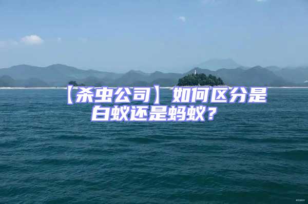 【殺蟲公司】如何區分是白蟻還是螞蟻？