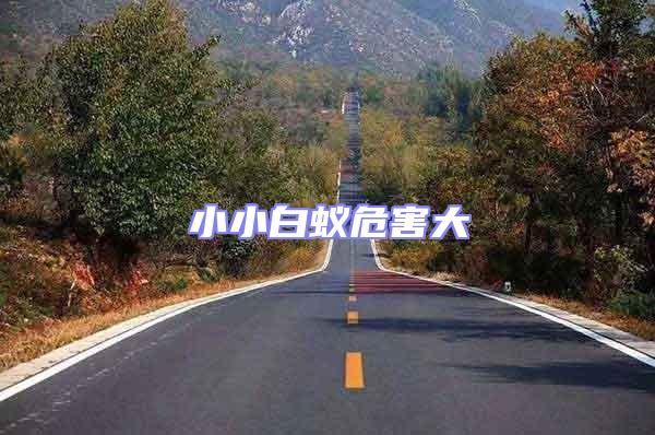 小小白蟻危害大