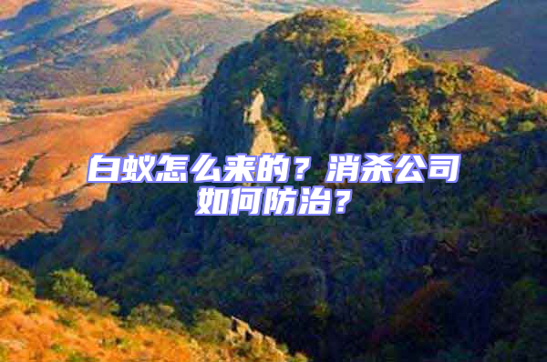 白蟻怎么來(lái)的？消殺公司如何防治？