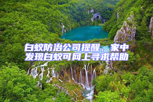 白蟻防治公司提醒，家中發現白蟻可網上尋求幫助
