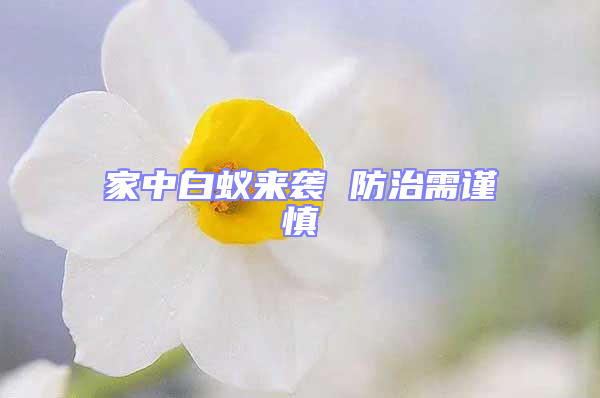 家中白蟻來襲 防治需謹(jǐn)慎