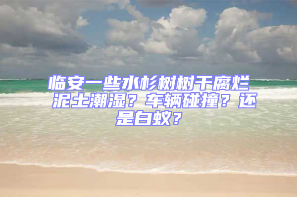 臨安一些水杉樹樹干腐爛 泥土潮濕？車輛碰撞？還是白蟻？