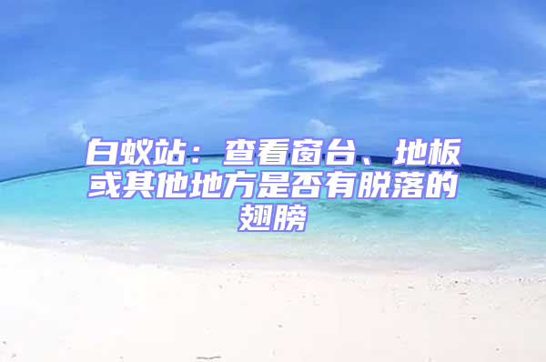 白蟻站：查看窗臺、地板或其他地方是否有脫落的翅膀