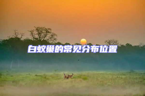 白蟻巢的常見(jiàn)分布位置