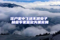 住戶家中飛進不明蟲子 林業專家鑒定為果實蠅