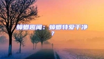 蟑螂趣聞：蟑螂特愛干凈？