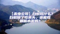 【殺蟲公司】白蟻吃什么？白蟻除了吃木頭，還能吃鋼筋水泥嗎？
