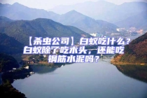 【殺蟲公司】白蟻吃什么？白蟻除了吃木頭，還能吃鋼筋水泥嗎？