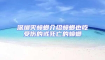 深圳滅蟑螂介紹蟑螂也吃受傷的或死亡的蟑螂