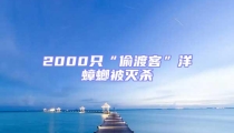 2000只“偷渡客”洋蟑螂被滅殺