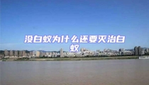 沒白蟻為什么還要滅治白蟻