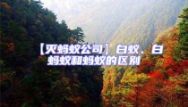 【滅螞蟻公司】白蟻、白螞蟻和螞蟻的區(qū)別