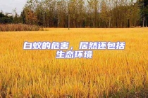 白蟻的危害，居然還包括生態(tài)環(huán)境