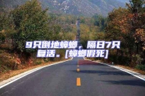 9只倒地蟑螂，隔日7只復活。[蟑螂假死]