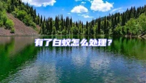 有了白蟻怎么處理？
