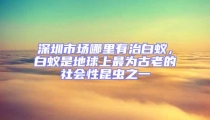 深圳市場哪里有治白蟻，白蟻是地球上最為古老的社會性昆蟲之一