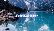 白蟻不是螞蟻？