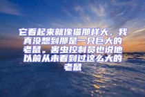 它看起來就像貓那樣大，我真沒想到那是一只巨大的老鼠。害蟲控制員也說他以前從未看到過這么大的老鼠