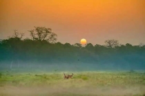 家里出現小黃螞蟻怎么辦？除蟲公司教你連環(huán)計滅螞蟻