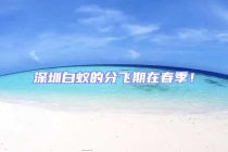 深圳白蟻的分飛期在春季！