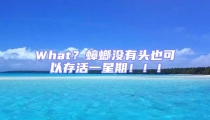 What？蟑螂沒有頭也可以存活一星期?。?！