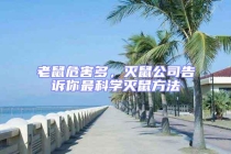 老鼠危害多，滅鼠公司告訴你最科學滅鼠方法