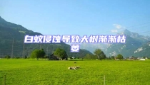 白蟻侵蝕導(dǎo)致大樹(shù)漸漸枯萎