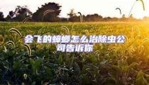 會飛的蟑螂怎么治除蟲公司告訴你