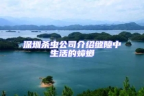 深圳殺蟲公司介紹縫隙中生活的蟑螂