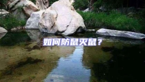 如何防鼠滅鼠？