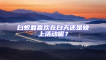 白蟻?zhàn)钕矚g在白天還是晚上活動呢？