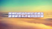 深圳白蟻站白蟻它會(huì)藏在哪里呢怎么才能找到蟻巢