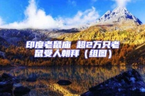 印度老鼠廟 超2萬只老鼠受人朝拜（組圖）