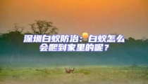 深圳白蟻防治：白蟻怎么會(huì)爬到家里的呢？
