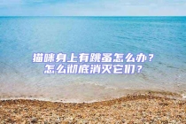 貓咪身上有跳蚤怎么辦？怎么徹底消滅它們？