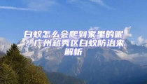 白蟻怎么會(huì)爬到家里的呢？廣州越秀區(qū)白蟻防治來解析