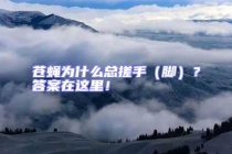 蒼蠅為什么總搓手（腳）？答案在這里！