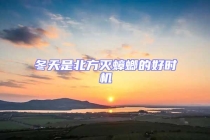 冬天是北方滅蟑螂的好時機